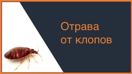 Отрава от клопов