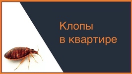 Клопы в квартире