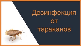 Дезинcекция от тараканов