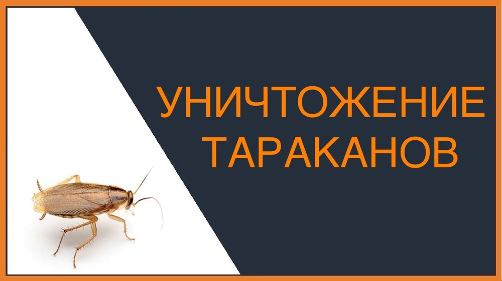 Уничтожение тараканов в Ульяновске